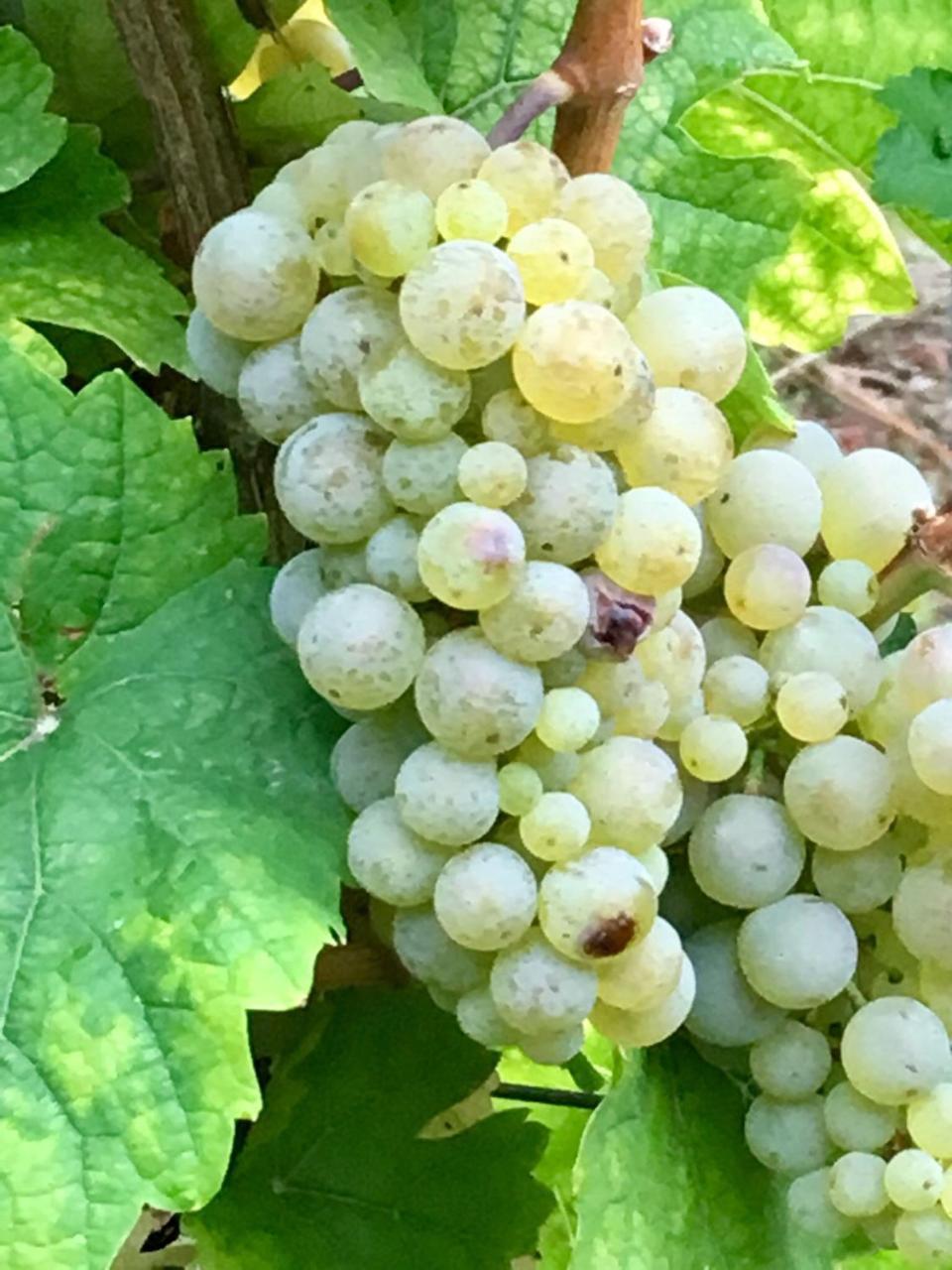 Mosel Valwig